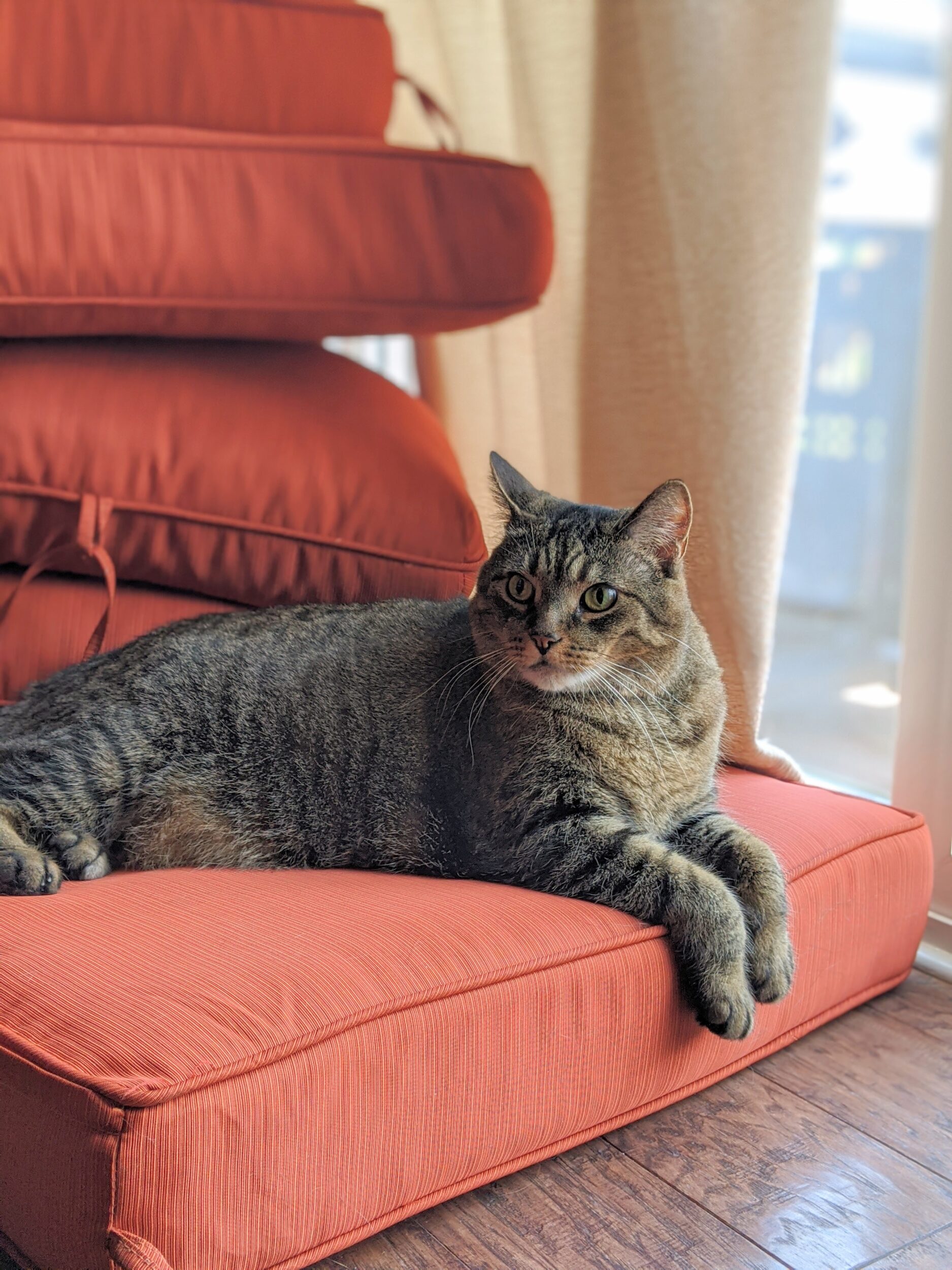 cat on cushions