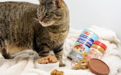 Homemade Cat & Dog Treats ft. Our Family