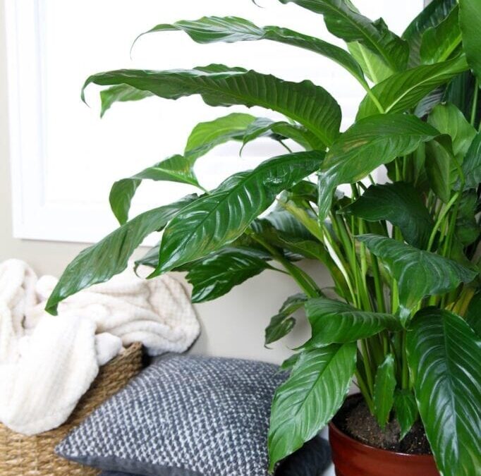 5 Reasons to Add More Plants into Your Living Space